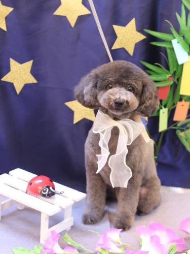 20230726chipieちゃん